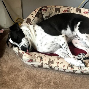 Fundraising Page: Bridget Wing